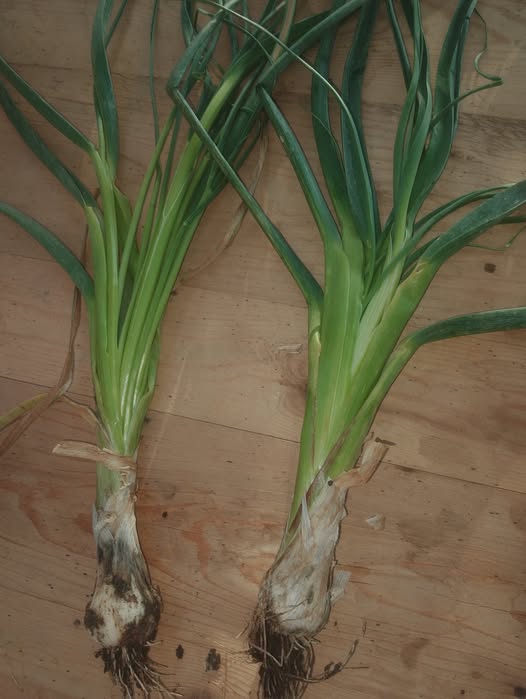 السلام عليكم ممكن لو سمحتو حد يفيدني في الصورة ده ارش ايه